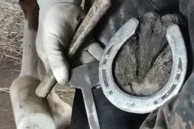 Jak się nazywają gwoździe do podków i dlaczego są tak ważne?