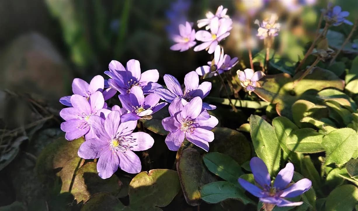 Jak zrobić taczka z drewna – krok po kroku bez zbędnych kosztów